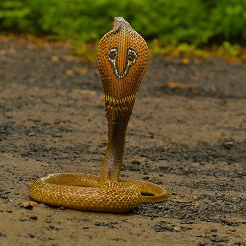 listing-details-carousel